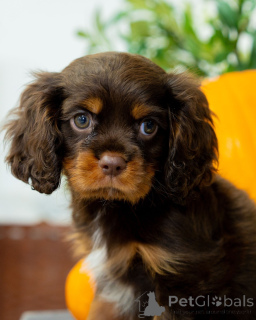 Foto №3. Lernen Sie Bentley kennen, intelligent, mutig und voller verspielter Energie!. Schweden