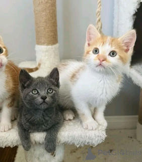 Foto №1. hauskatze - zum Verkauf in der Stadt Helsinki | 291€ | Ankündigung № 160941