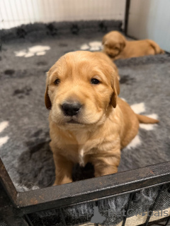 Foto №2 zu Ankündigung № 165865 zu verkaufen golden retriever - einkaufen Belgien 