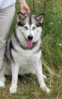 Foto №3. Alaskan Malamute. Ukraine