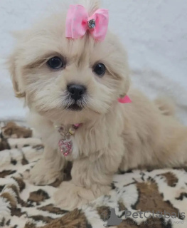 Foto №2 zu Ankündigung № 131993 zu verkaufen yorkshire terrier - einkaufen Niederlande züchter