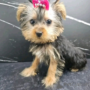 Foto №4. Ich werde verkaufen yorkshire terrier in der Stadt Barcelona. züchter - preis - 350€