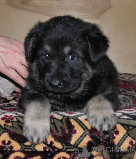Foto №2 zu Ankündigung № 7962 zu verkaufen osteuropäischer schäferhund - einkaufen Russische Föderation vom kindergarten