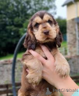 Foto №2 zu Ankündigung № 166574 zu verkaufen english cocker spaniel - einkaufen Belgien quotient 	ankündigung, züchter