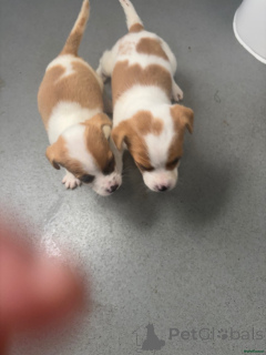 Foto №3. Jack Russell Welpen... WhatsApp 44 7453 907158. Deutschland
