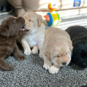 Foto №2 zu Ankündigung № 168241 zu verkaufen labrador retriever - einkaufen Luxemburg quotient 	ankündigung