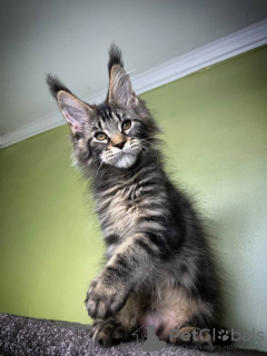 Foto №2 zu Ankündigung № 97908 zu verkaufen maine-coon-katze - einkaufen Österreich quotient 	ankündigung