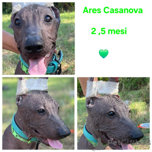 Foto №4. Ich werde verkaufen xoloitzcuintle in der Stadt Balchik. züchter - preis - verhandelt