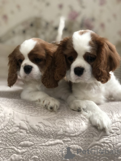 Foto №4. Ich werde verkaufen cavalier king charles spaniel in der Stadt Minsk. quotient 	ankündigung - preis - 676€