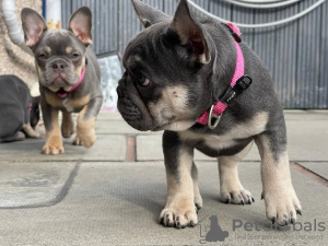 Foto №3. Bulldogge Welpen zu verkaufen. Österreich