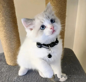 Foto №1. ragdoll-katze - zum Verkauf in der Stadt Palma | verhandelt | Ankündigung № 176423