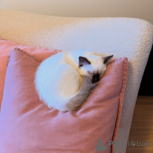 Foto №2 zu Ankündigung № 175097 zu verkaufen ragdoll-katze - einkaufen Deutschland züchter