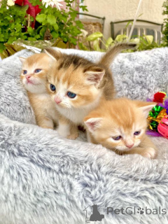 Foto №1. schottische faltohrkatze - zum Verkauf in der Stadt Long Beach | 298€ | Ankündigung № 140155