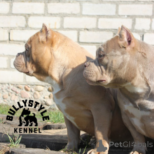 Foto №3. Amerikanische Bools. Lettland