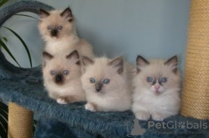Foto №3. Mooie Ragdoll Kätzchen Bechikbarar. Frankreich