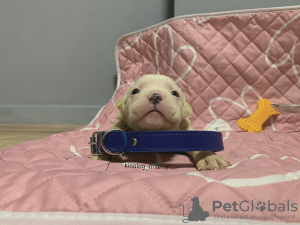 Foto №3. American Bully XL Welpe. Serbien