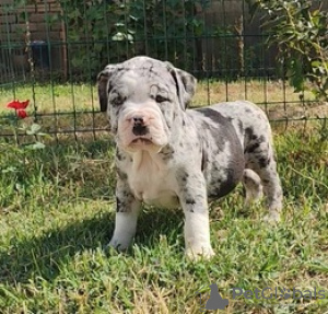 Foto №2 zu Ankündigung № 124061 zu verkaufen american bully - einkaufen Finnland quotient 	ankündigung