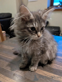 Foto №1. maine-coon-katze - zum Verkauf in der Stadt Ludwigshafen | 350€ | Ankündigung № 177037