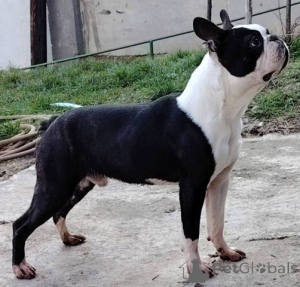 Foto №2 zu Ankündigung № 166972 zu verkaufen boston terrier - einkaufen Serbien 