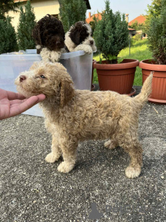 Foto №3. Lagotto Romagnolo Welpen. Serbien