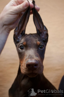 Zusätzliche Fotos: Dobermann-Welpen