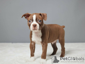 Foto №2 zu Ankündigung № 127533 zu verkaufen boston terrier - einkaufen Finnland quotient 	ankündigung