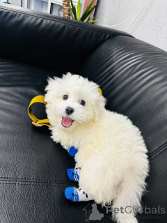 Foto №3. Eladó 5 Hónapos Máltai Selyemkutya Köllyök. Ungarn