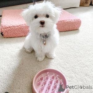 Foto №3. Liebevolle Tee Tasse Yorkie Welpen. Kanada