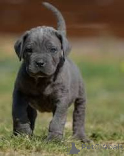 Foto №2 zu Ankündigung № 165724 zu verkaufen cane corso italiano - einkaufen Großbritannien quotient 	ankündigung, züchter