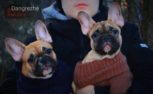 Foto №1. mischlingshund - zum Verkauf in der Stadt Moskau | Verhandelt | Ankündigung № 4472