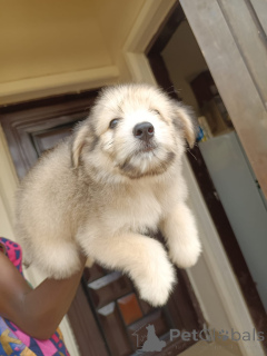 Foto №1. lhasa apso - zum Verkauf in der Stadt Huachi Chico | Frei | Ankündigung № 172950