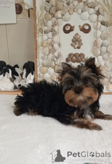 Foto №2 zu Ankündigung № 156723 zu verkaufen yorkshire terrier - einkaufen Türkei 