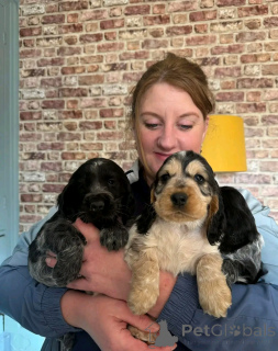 Foto №2 zu Ankündigung № 139065 zu verkaufen english cocker spaniel - einkaufen Deutschland quotient 	ankündigung, züchter