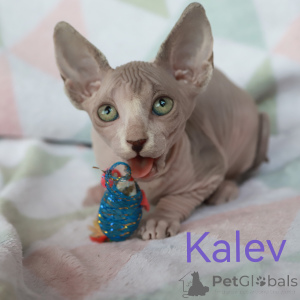 Foto №4. Ich werde verkaufen sphynx-katze in der Stadt Riga. quotient 	ankündigung - preis - 550€