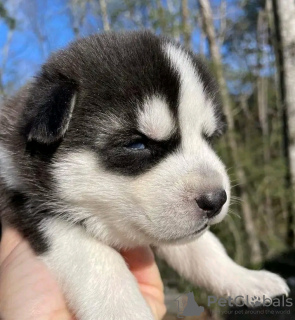 Foto №3. Siberian Husky-Welpen sind jetzt startklar. Business WhatsApp 37256062792. Belgien