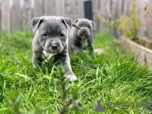 Foto №1. staffordshire bull terrier - zum Verkauf in der Stadt London Borough of Hammersmith and Fulham | 430€ | Ankündigung № 13493