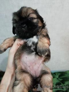 Foto №4. Ich werde verkaufen lhasa apso, shih tzu in der Stadt Tallinn. quotient 	ankündigung, vom kindergarten, züchter - preis - 600€