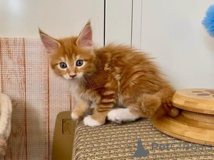 Foto №2 zu Ankündigung № 123650 zu verkaufen maine-coon-katze - einkaufen Deutschland quotient 	ankündigung