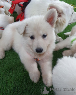 Foto №2 zu Ankündigung № 158041 zu verkaufen  - einkaufen Deutschland quotient 	ankündigung