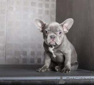 Foto №1. französische bulldogge - zum Verkauf in der Stadt Five Points | 379€ | Ankündigung № 84370