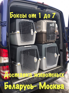 Foto №1. Dienstleistungen für die Lieferung und den Transport von Katzen und Hunden in der Stadt Minsk. Ankündigung № 1188