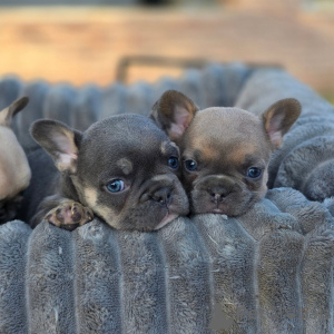 Foto №4. Ich werde verkaufen französische bulldogge in der Stadt Straßburg. züchter - preis - verhandelt