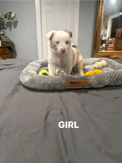 Foto №2 zu Ankündigung № 137778 zu verkaufen australian shepherd - einkaufen Deutschland züchter