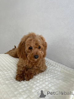 Foto №3. Cockapoo-Mädchen. Niederlande