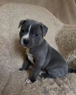 Foto №1. staffordshire bull terrier - zum Verkauf in der Stadt Bordeaux | verhandelt | Ankündigung № 178141