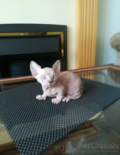 Foto №3. Sphynx Kittens 3 Mädchen und 2 Jungen !!. USA