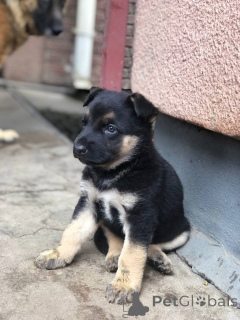 Foto №1.  - zum Verkauf in der Stadt Alice Springs | 775€ | Ankündigung № 161048