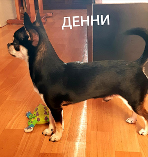 Foto №3. Chihuahua-Junge sucht ein neues Zuhause.. Russische Föderation