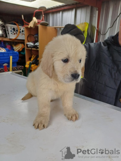 Foto №1. golden retriever - zum Verkauf in der Stadt München | 200€ | Ankündigung № 123439