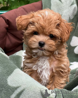 Zusätzliche Fotos: Maltipoo-Welpen, aufgewachsen in einem Familienhaus